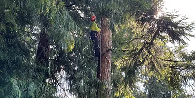 Expert Tree Crown Reduction Services in Seattle, WA