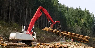 Why Hiring Local Tree Experts Matters: Top Tree Services in Your Area