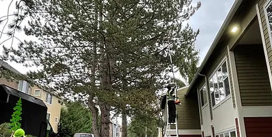 Tree and Shrub Pruning Near Me in Seattle, Bellevue & Everett
