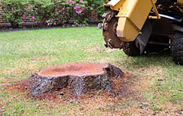 Stump removal service in Bellevue WA and Everett WA Areas Since 2019