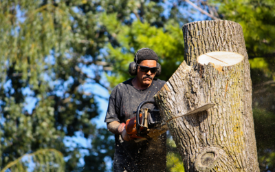 Why Hire a Certified Arborist? 6 Reasons It Matters for Your Trees