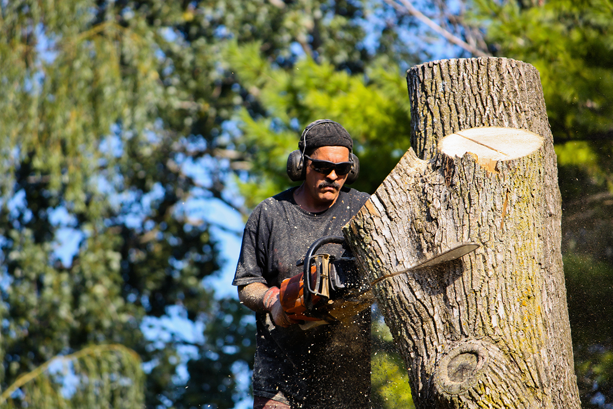 Dead tree removal services in the Puget Sound