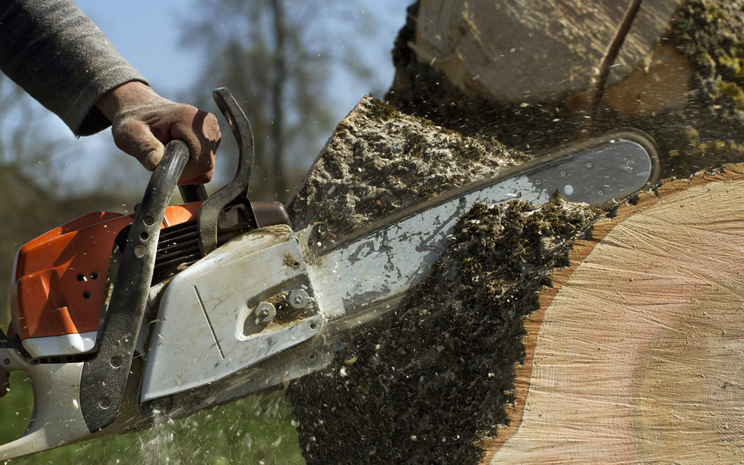 Tree Cutting Services – Safe, Affordable Solutions in Snohomish County