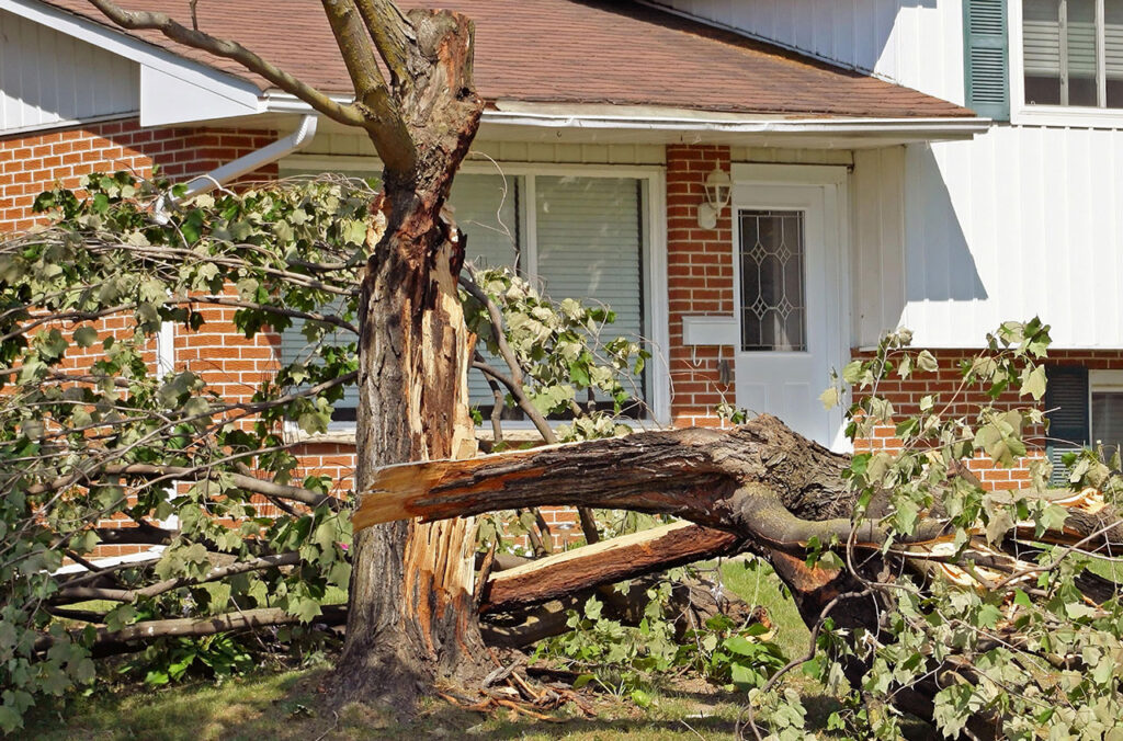 Emergency Tree Service in Everett, Seattle or Bellevue