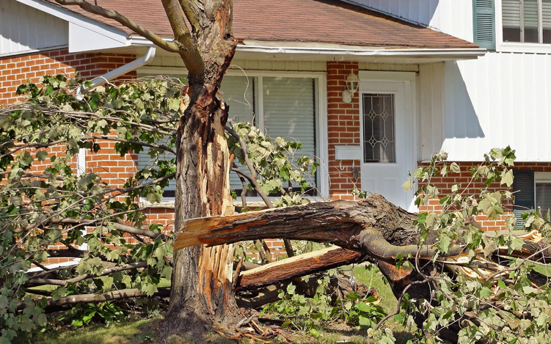 Tree Cleanup After Storm: What to Do and Who to Call in Snohomish County