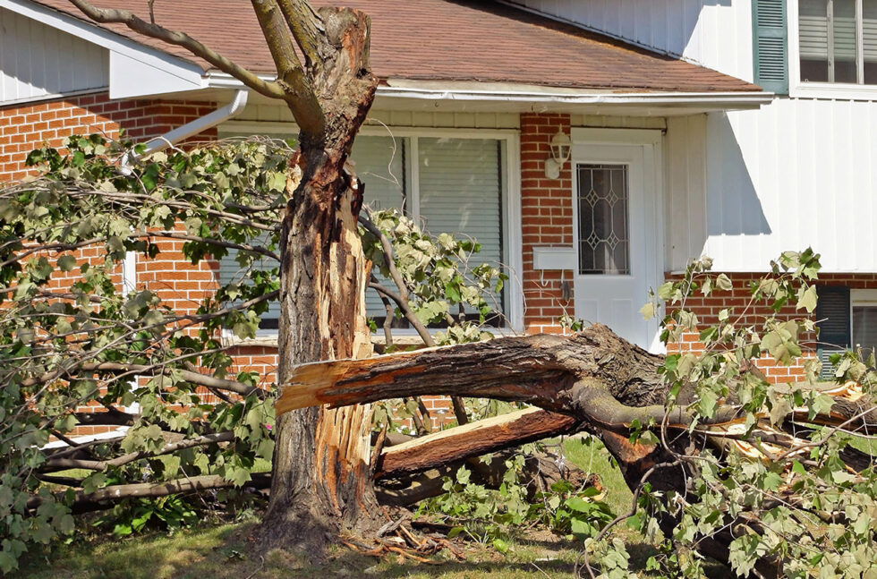 Tree Cleanup After Storm: Ensure Your Safety