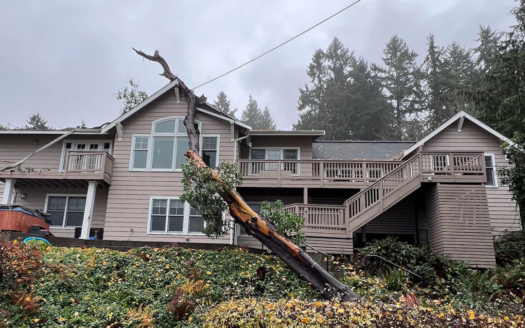 When Is Tree Removal Necessary? Signs You Need Dangerous Tree Removal