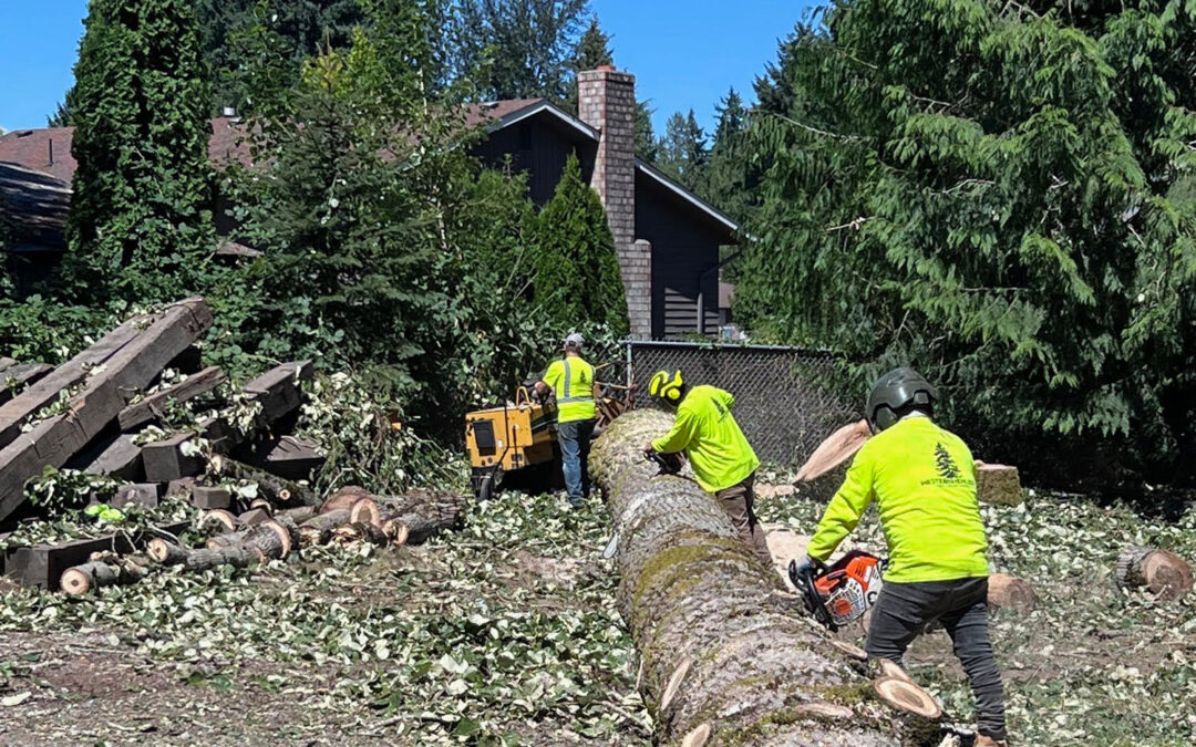 Affordable, Professional Tree Services Near You — Western Hemlock Tree Service