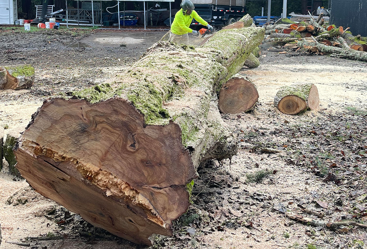 Stump Removal