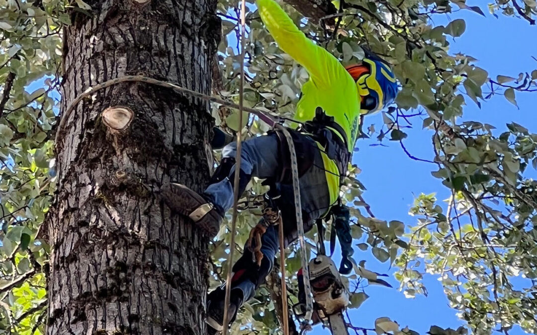 How to Find Affordable Tree Service Without Sacrificing Quality