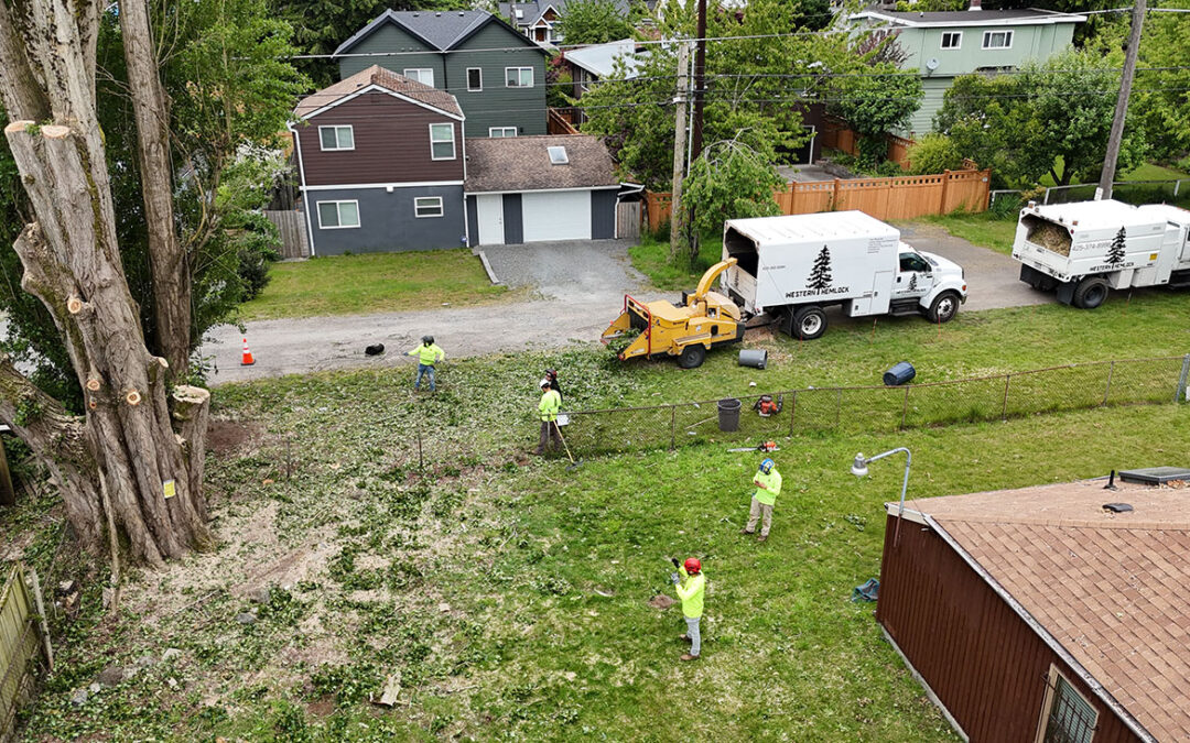 How Much Does It Cost to Remove a Tree in Snohomish County?