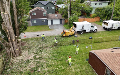How Much Does It Cost to Remove a Tree in Snohomish County?