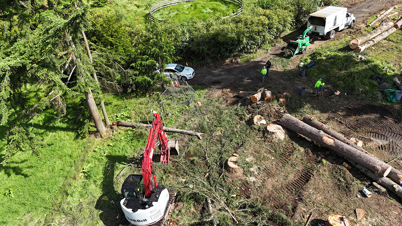 Aerial tree service background