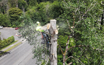 When Emergency Tree Removal Becomes Essential: What Seattle Residents Need to Know
