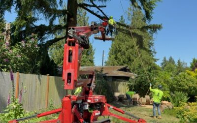 Benefits of Regular Tree Pruning for Healthy, Safe Trees