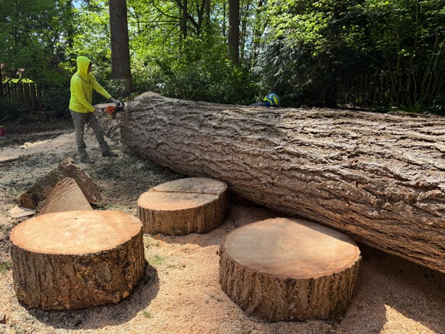 Tree Felling Service