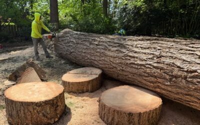 Signs It’s Time to Remove a Tree – What Every Homeowner Should Know