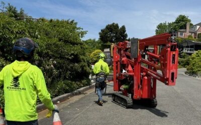 How to Tell If a Tree Needs to Be Removed: 7 Warning Signs to Watch For
