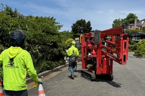 How to Tell If a Tree Needs to Be Removed: 7 Warning Signs to Watch For