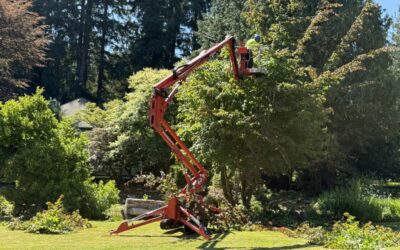 Why Hire a Certified Arborist? 6 Reasons It Matters for Your Trees