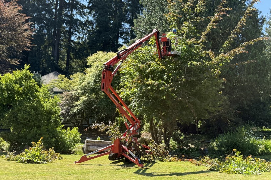 Why Hire a Certified Arborist? 6 Reasons It Matters for Your Trees