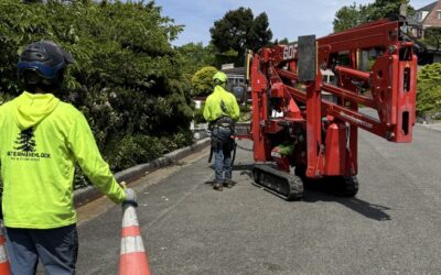 5 Key Benefits of Hiring a Local Tree Service Company