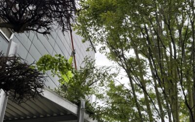 Keeping Your Trees Healthy and Safe: Spring Care Tips from Western Hemlock Tree & Stump Service