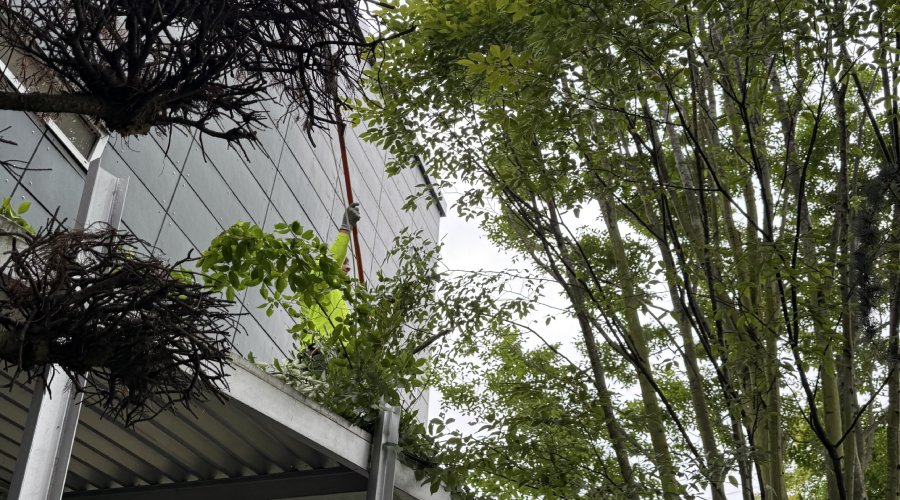 keeping your trees healthy