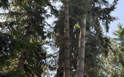 Revitalize Your Landscape with Snohomish’s Trusted Arborists