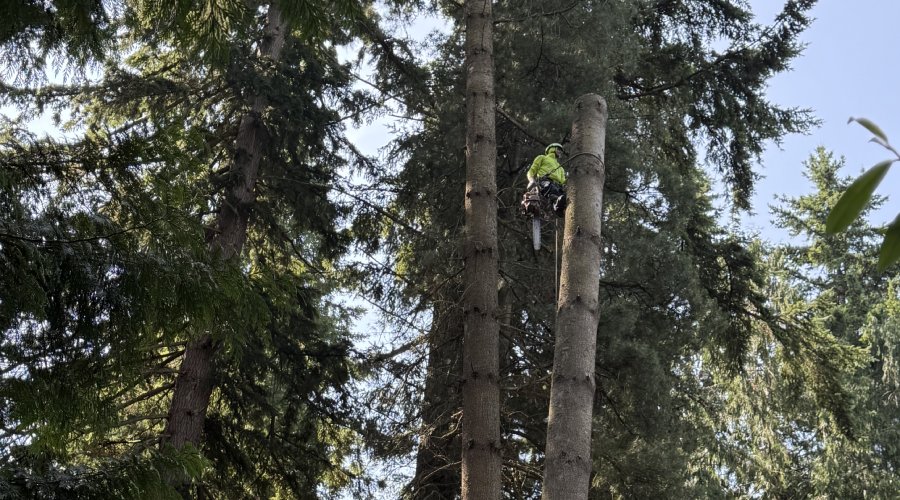 trusted arborists western hemlock