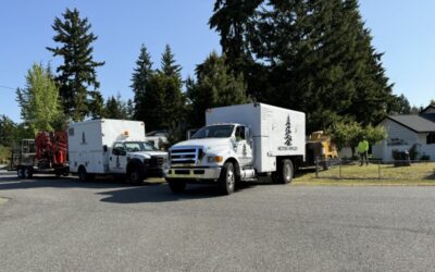 How to Choose the Right Tree Service Near You: A Homeowner’s Guide