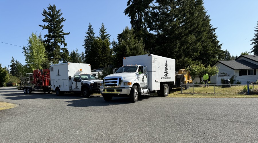 How to Choose the Right Tree Service Near You: A Homeowner’s Guide