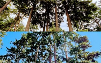 The Best Time to Prune Trees in Washington: A Seasonal Guide