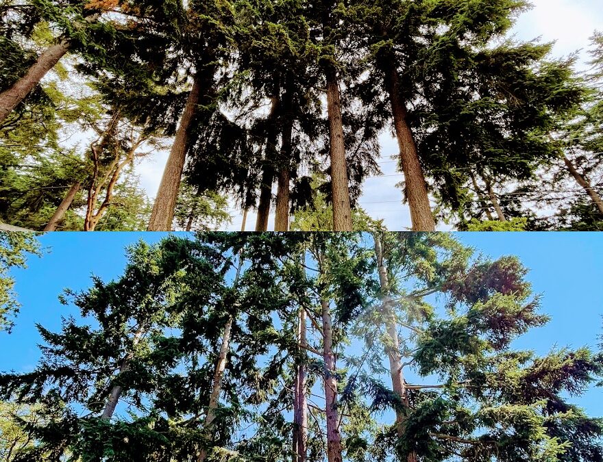 The Best Time to Prune Trees in Washington: A Seasonal Guide