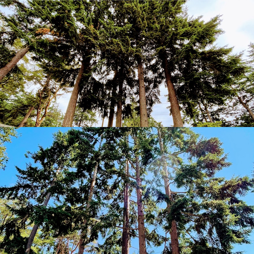 Western hemlock tree services WA
