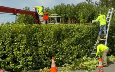 The Complete Guide to Tree Care and Maintenance for a Healthy, Safe Landscape
