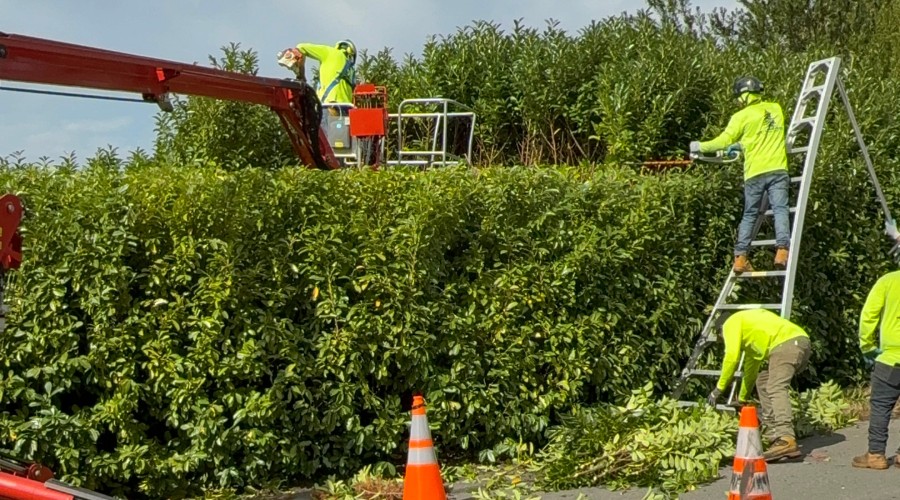 complete guide to tree care and maintenance