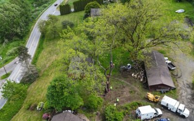 How Proper Tree Care Protects Your Home, Landscape, and Investment