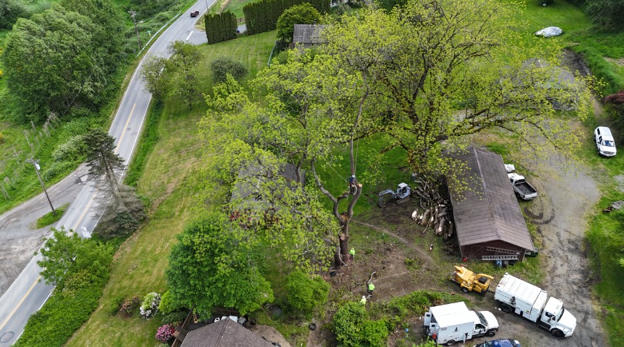 How Proper Tree Care Protects Your Home, Landscape, and Investment