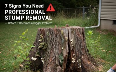 7 Signs You Need Professional Stump Removal — Before It Becomes a Bigger Problem