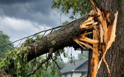 How to Tell If a Tree Is Dangerous After a Storm