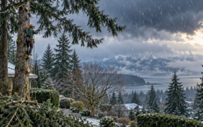 How to Prepare Your Trees for Winter Storms in Western Washington